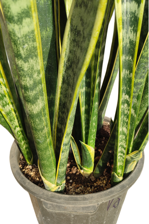 پر پاجوش و پر غلاف